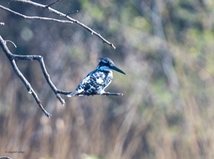 Pied Kingfisher - ML647407553