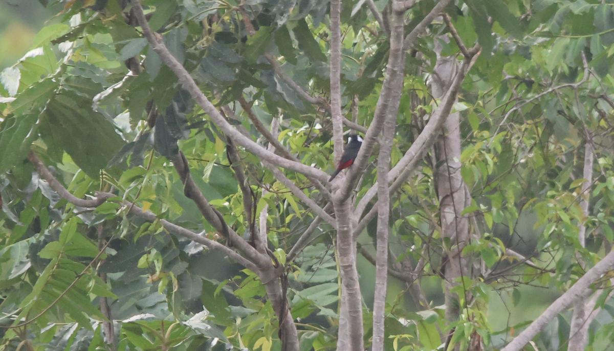 Lowland Peltops - ML647407554