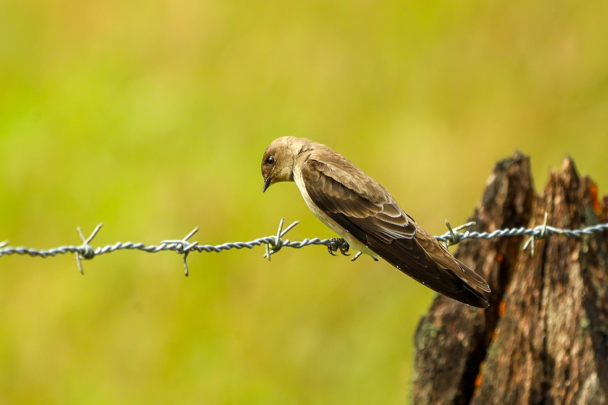 Southern Rough-winged Swallow - ML647407555
