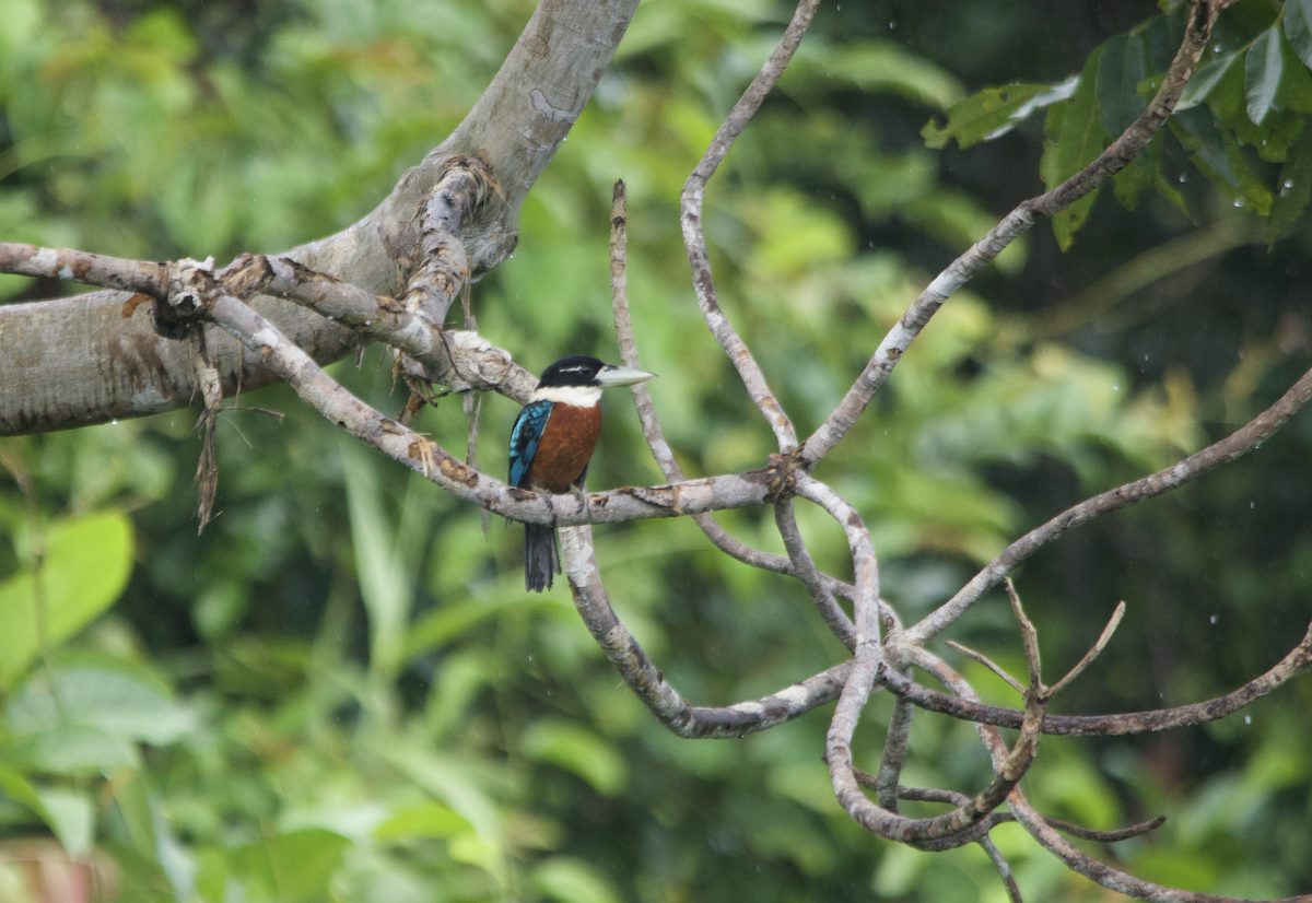 Rufous-bellied Kookaburra - ML647407556