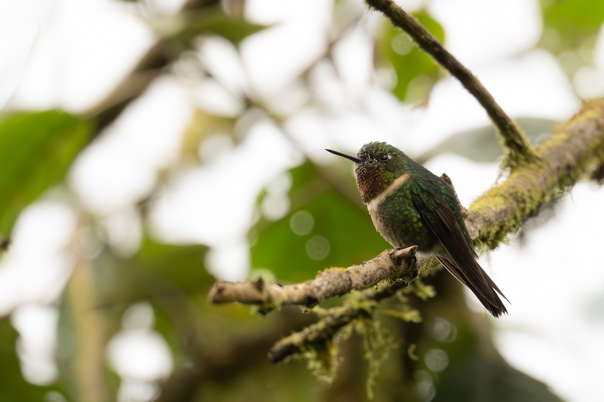 Amethyst-throated Sunangel - ML647407557