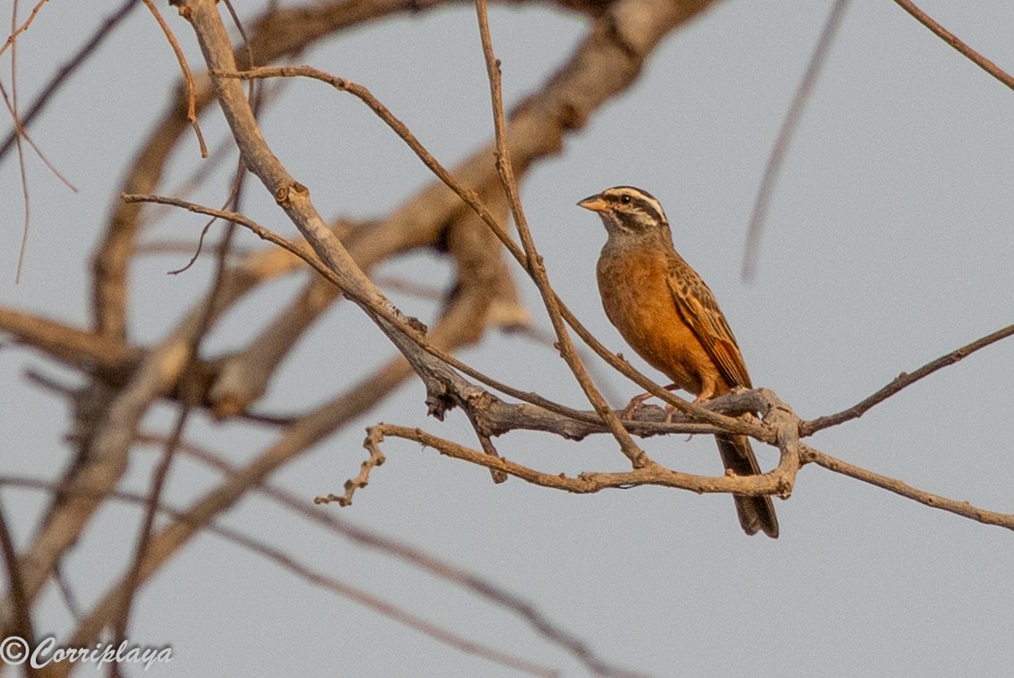 Gosling's Bunting - ML647407561