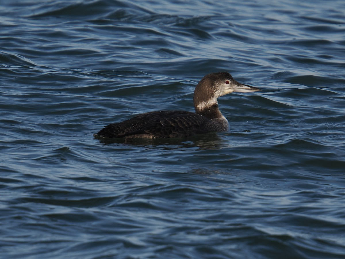 Common Loon - ML647407566