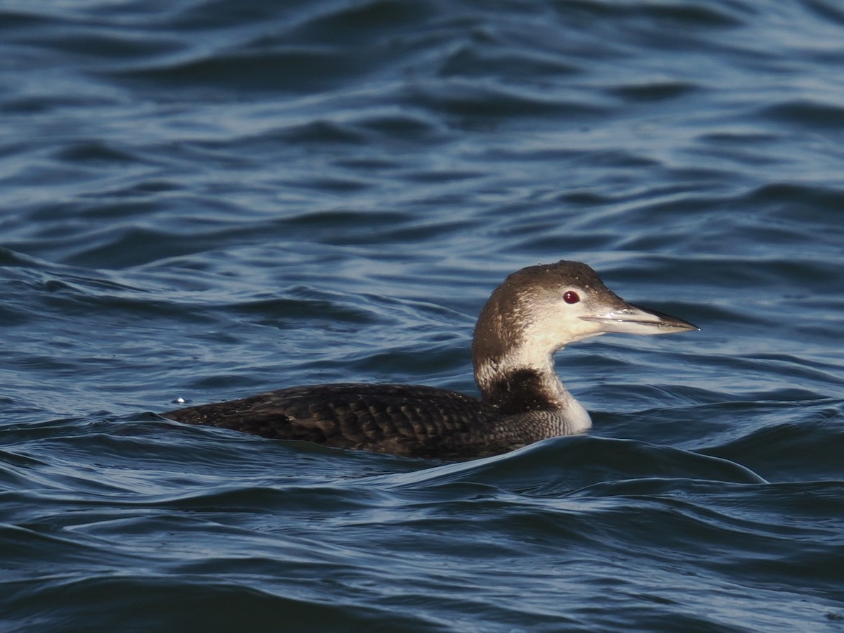 Common Loon - ML647407567