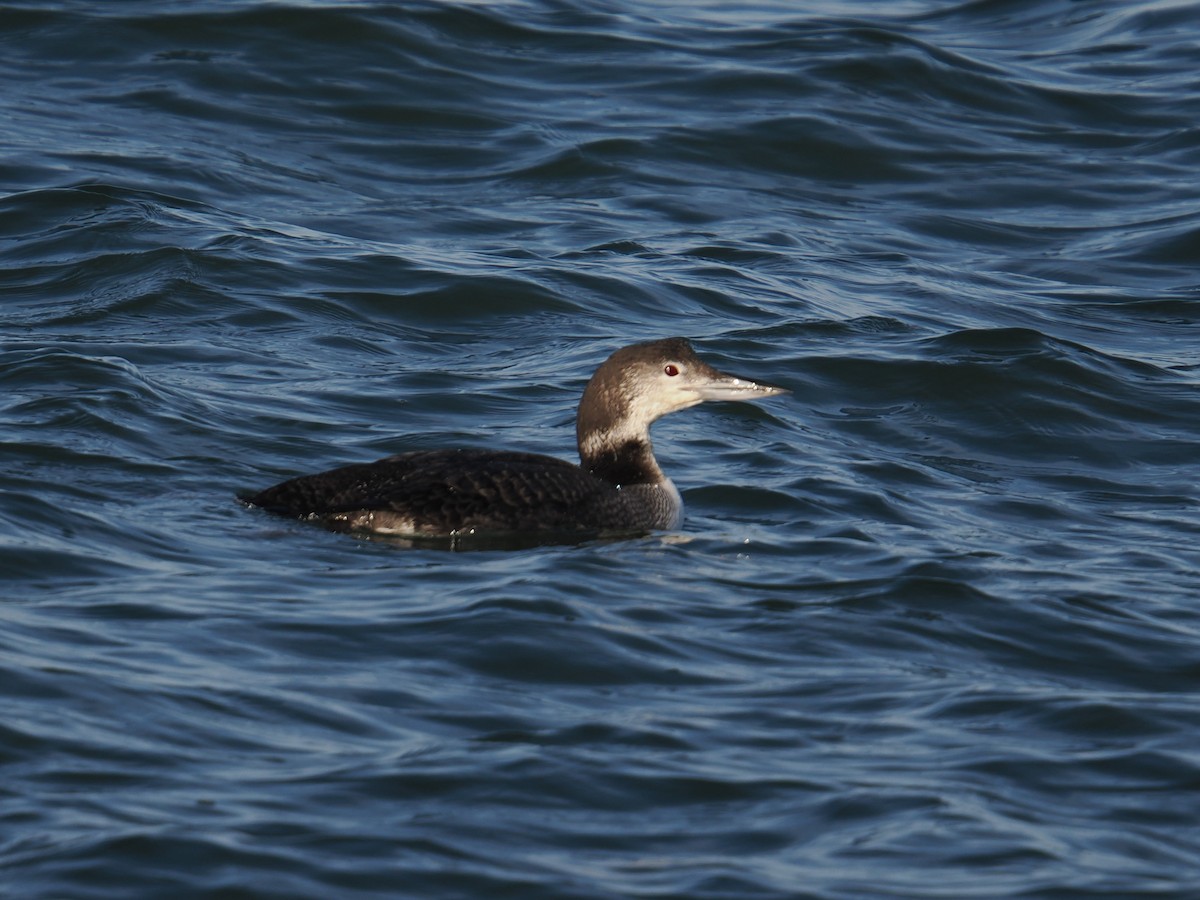 Common Loon - ML647407568