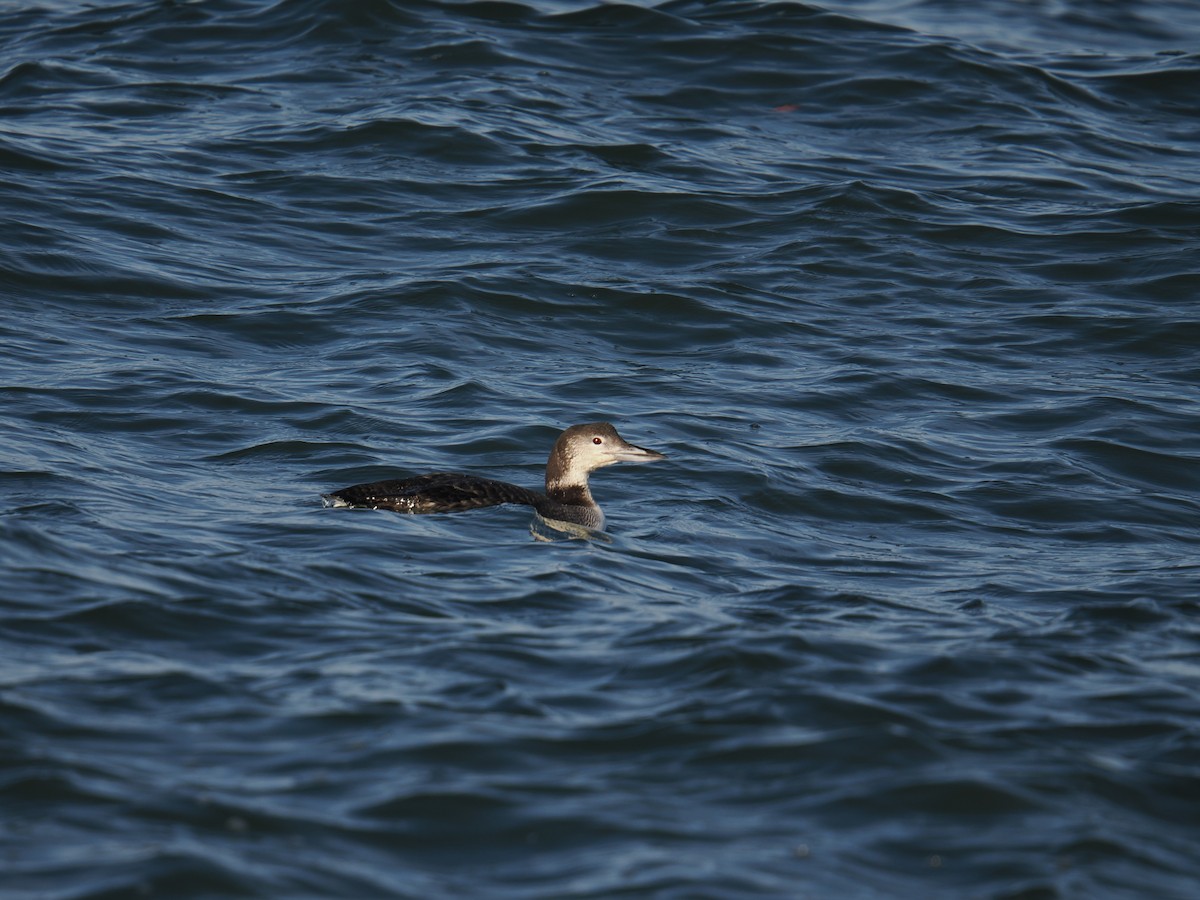 Common Loon - ML647407569