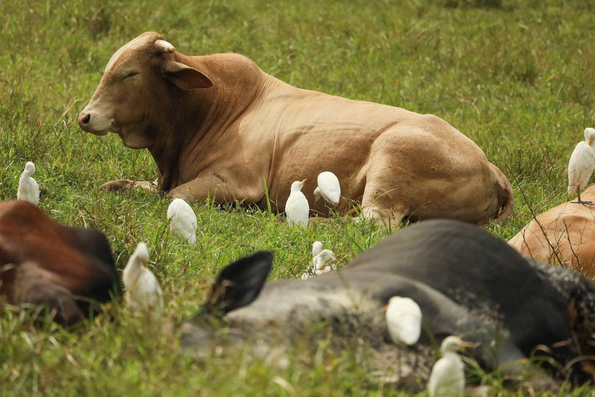 Koartzatxo itzaina - ML647407573