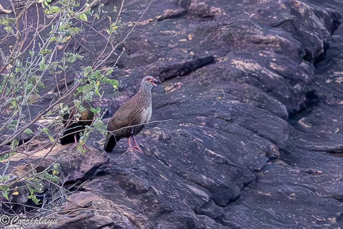 Stone Partridge - ML647407574