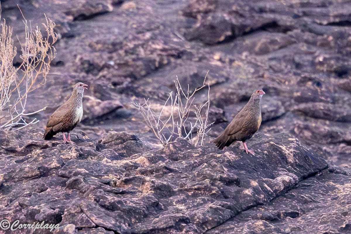 Stone Partridge - ML647407575