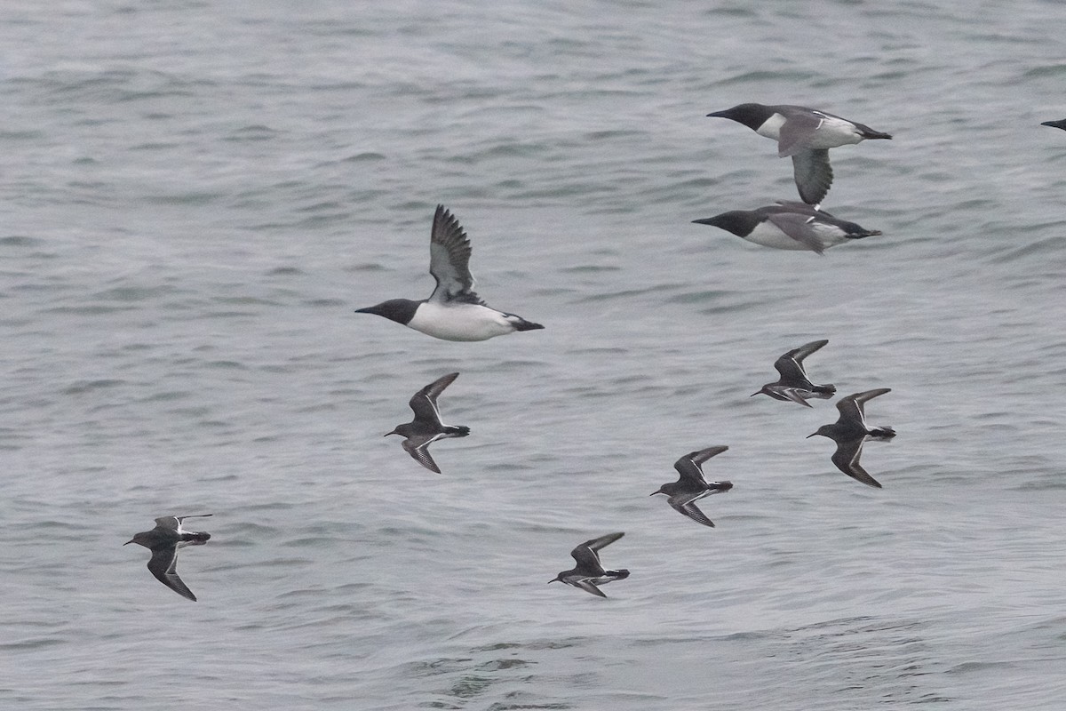 Txirri iluna - ML647407576