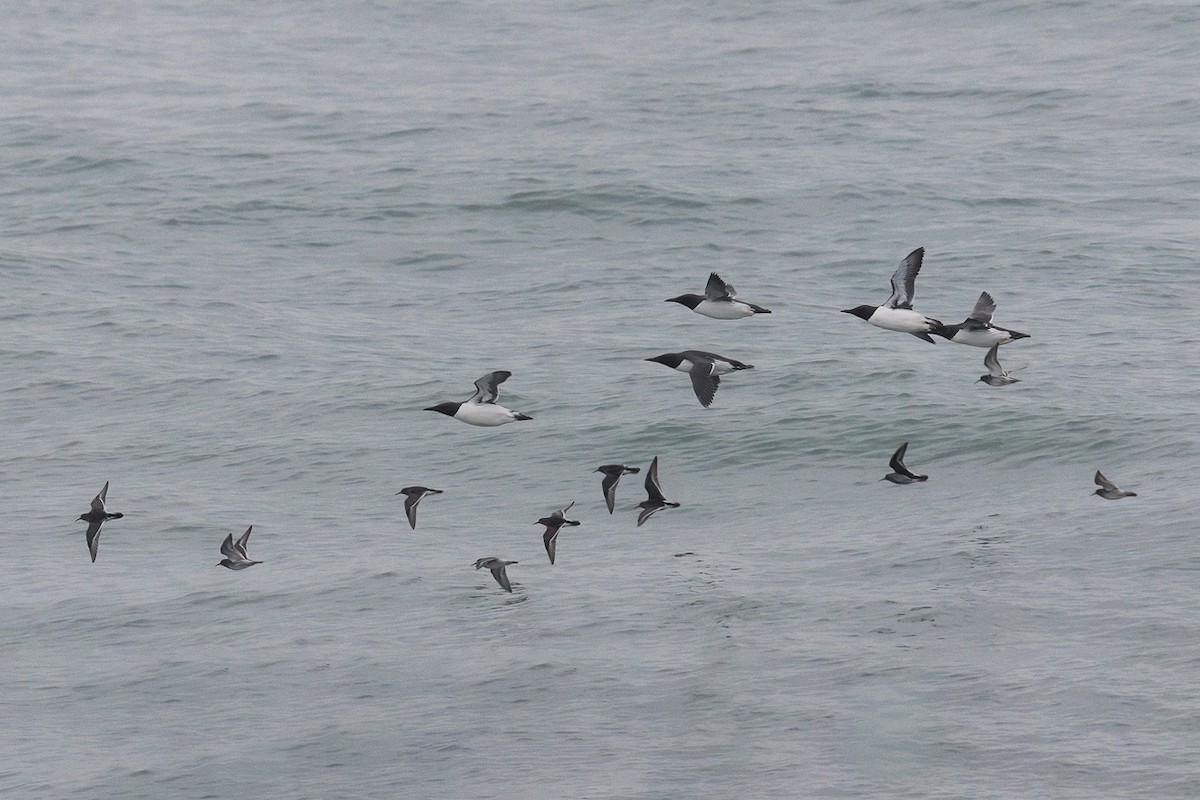 Txirri iluna - ML647407577