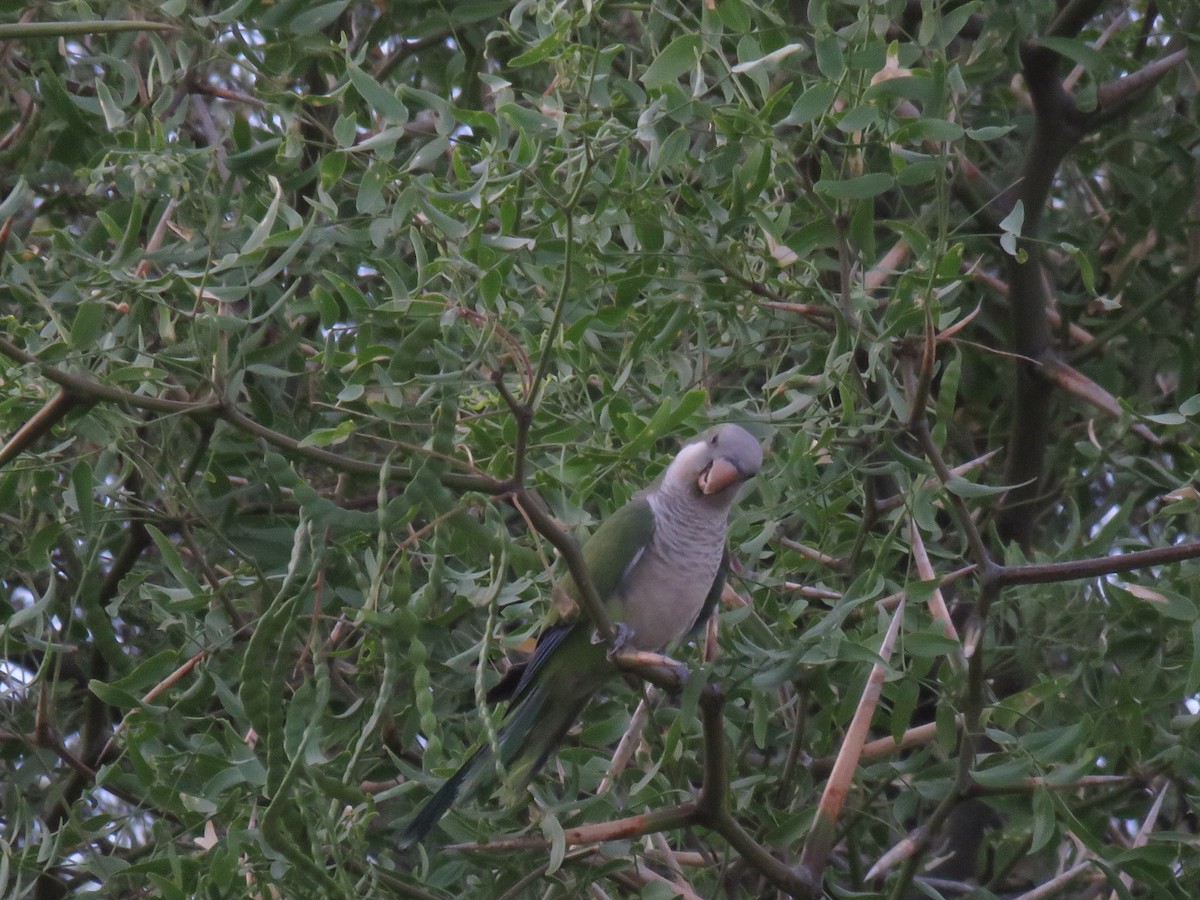 Papagai bulargrisa - ML647407579