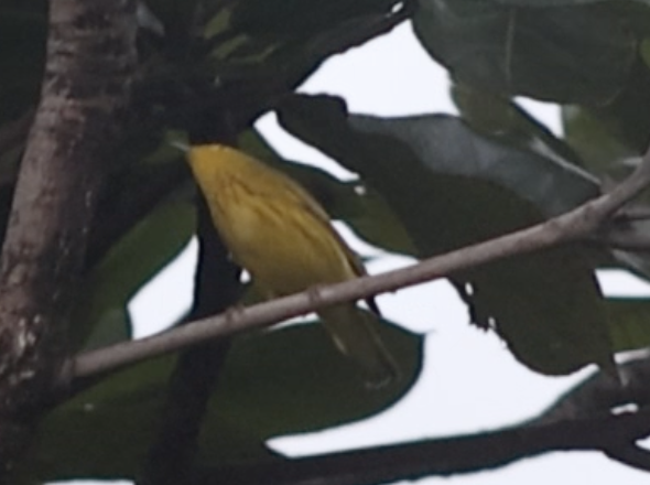 Northern Yellow Warbler - ML647407580
