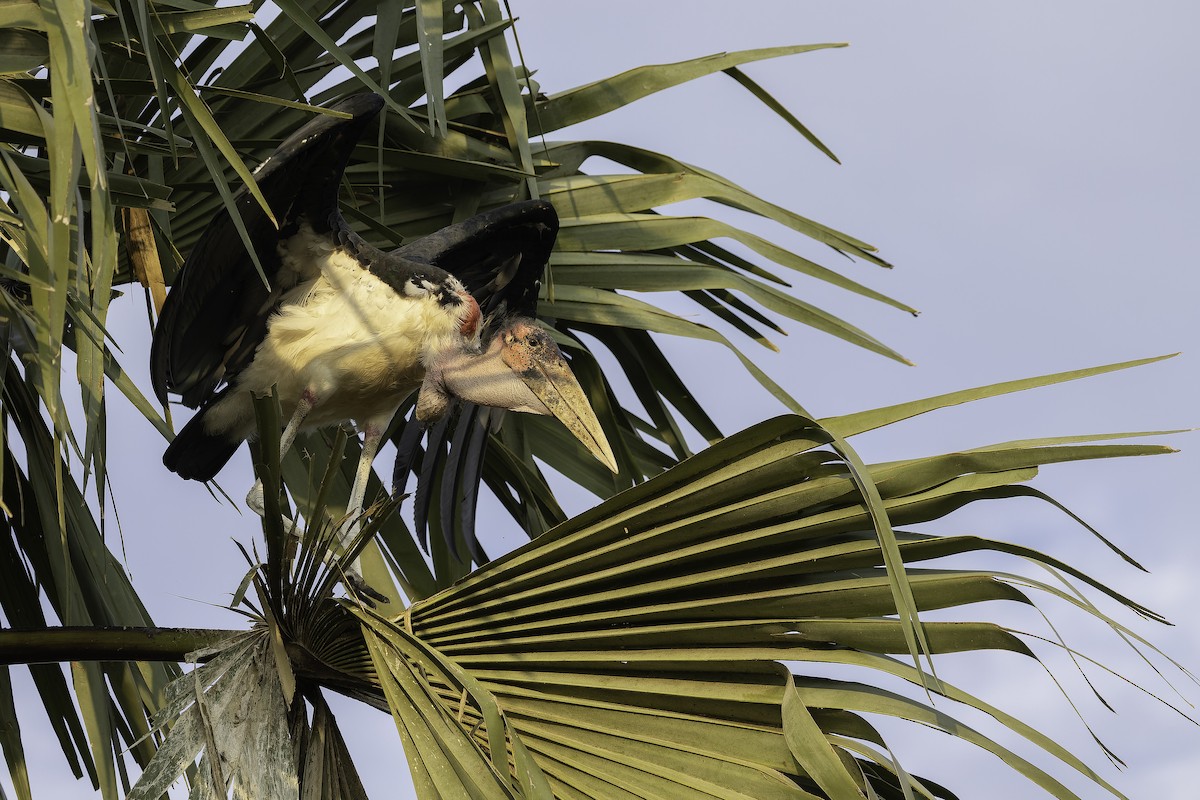 Marabu afrikarra - ML647407581