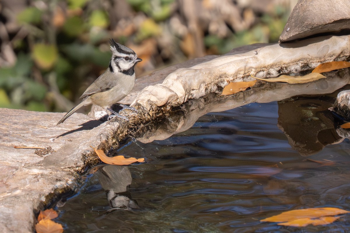 Bridled Titmouse - ML647407582