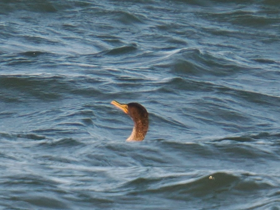 Ubarroi belarriduna - ML647407583