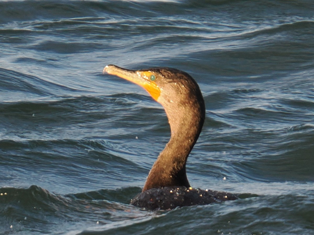 Ubarroi belarriduna - ML647407584