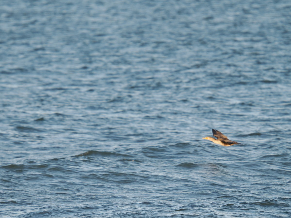 Ubarroi belarriduna - ML647407585