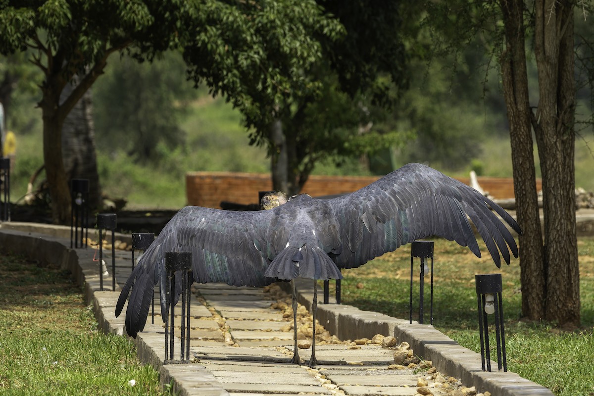 Marabu afrikarra - ML647407587