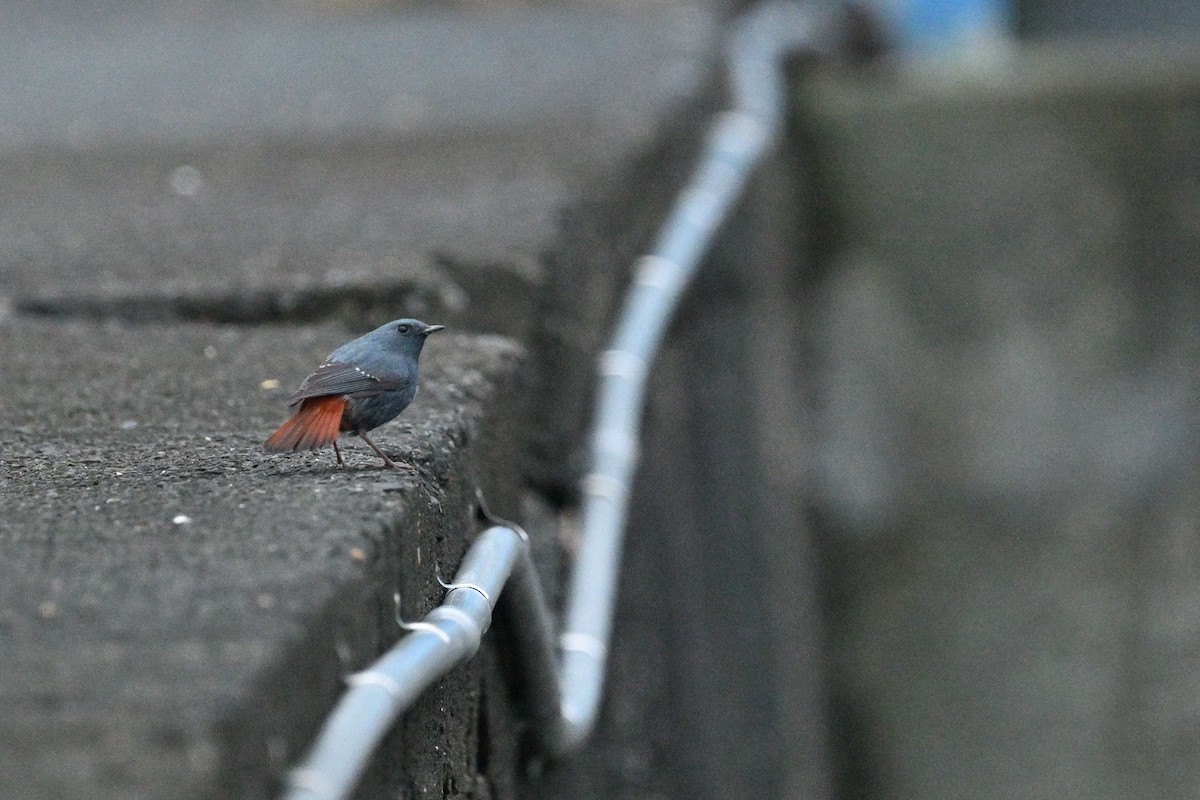 Buztangorri urdina - ML647407588