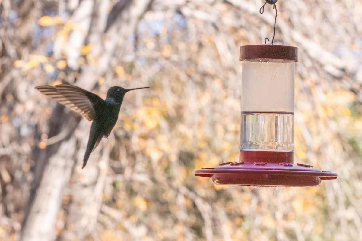 Rivoli's Hummingbird - ML647407589