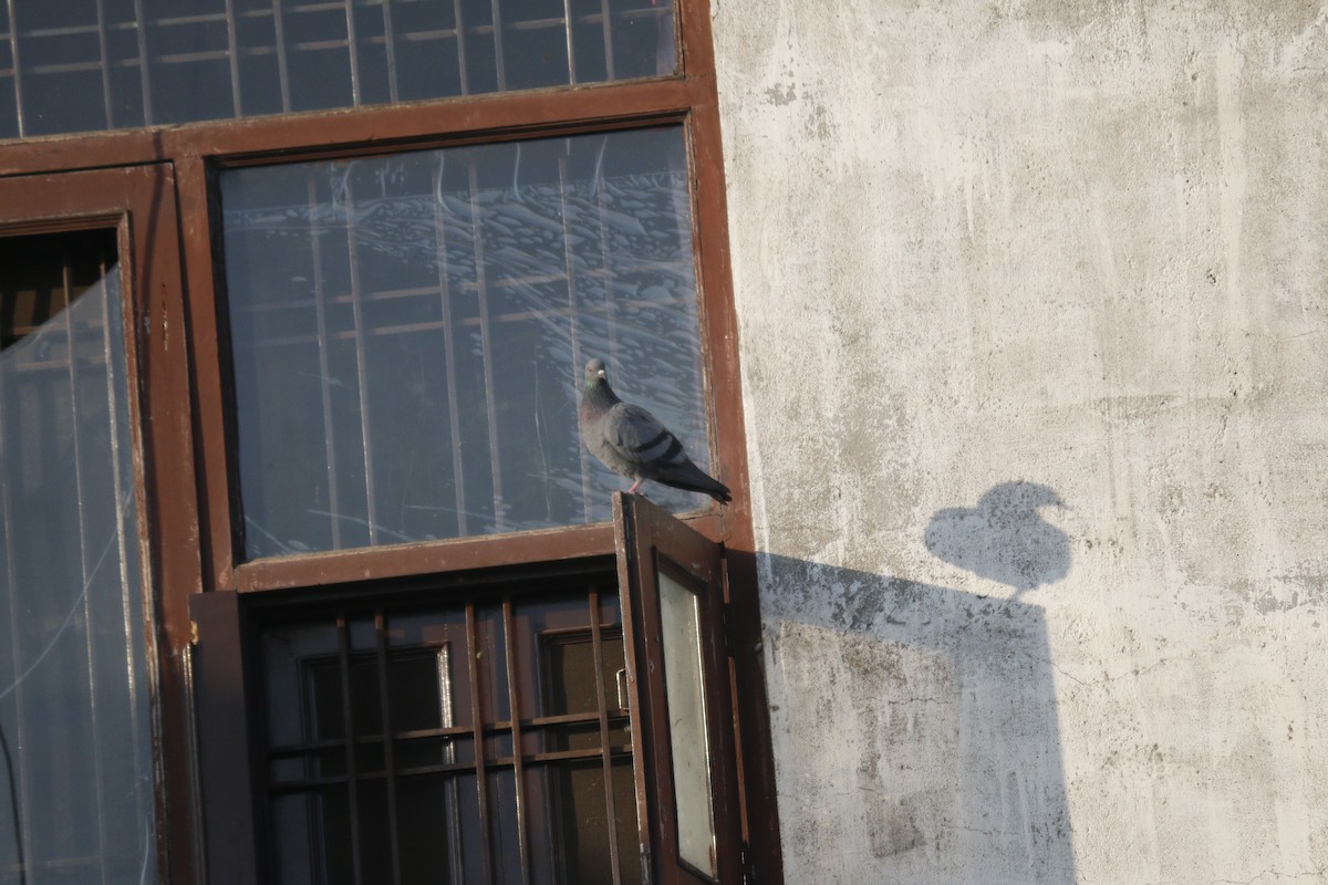 Haitz-usoa (etxekoa) - ML647407590