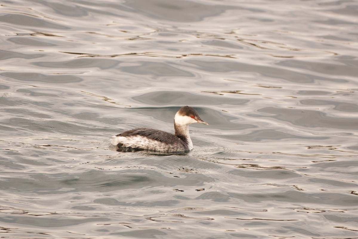 Txilinporta urrebelarria - ML647407596