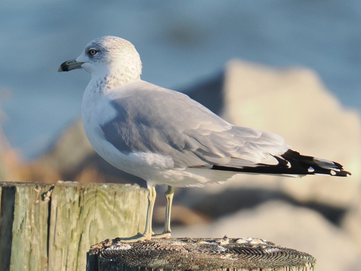 Delawareko kaioa - ML647407600