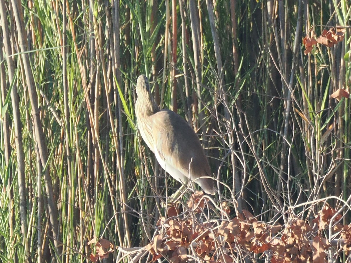 Koartzatxo karramarrozalea - ML647407601