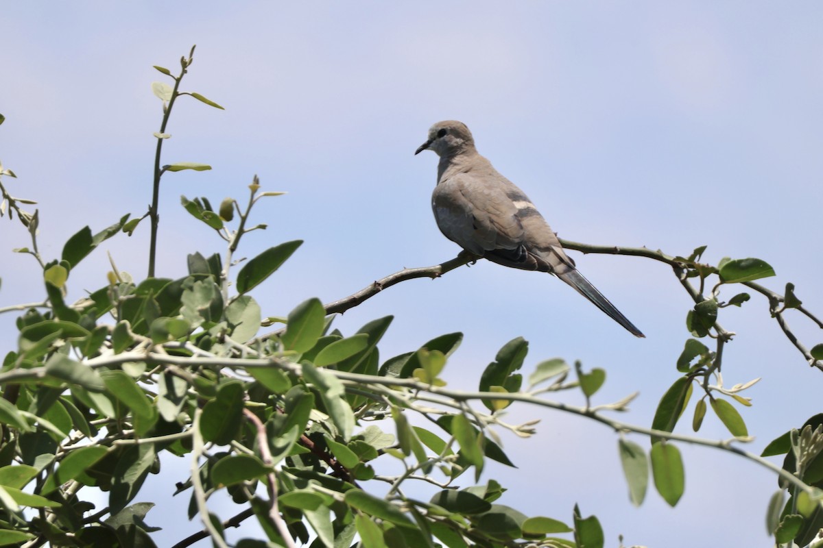 Usapal buztanluzea - ML647407603