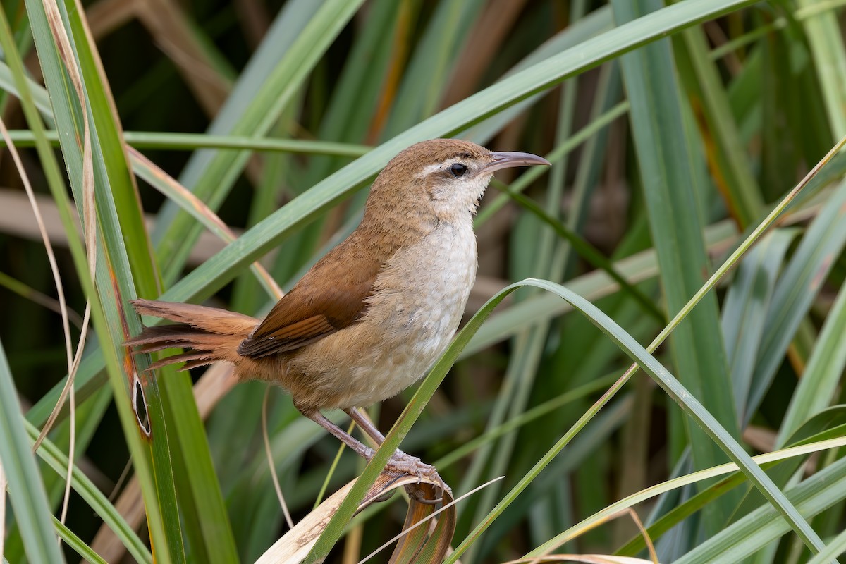 Curve-billed Reedhaunter - ML647407604