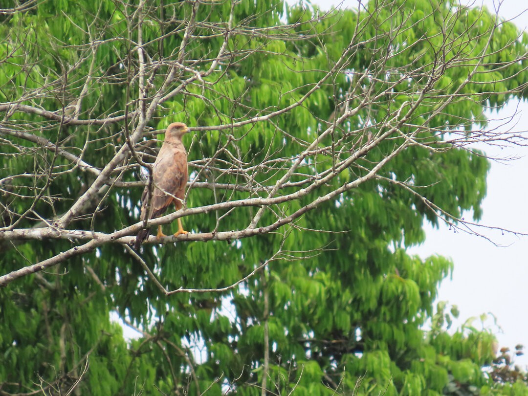 Savanna Hawk - ML647407605