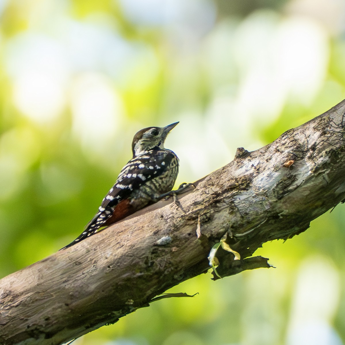 Freckle-breasted Woodpecker - ML647407606