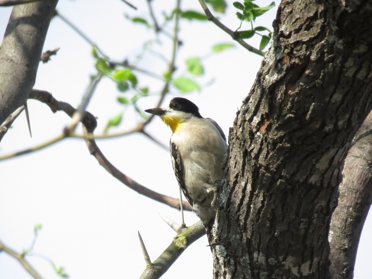 White-fronted Woodpecker - ML647407608