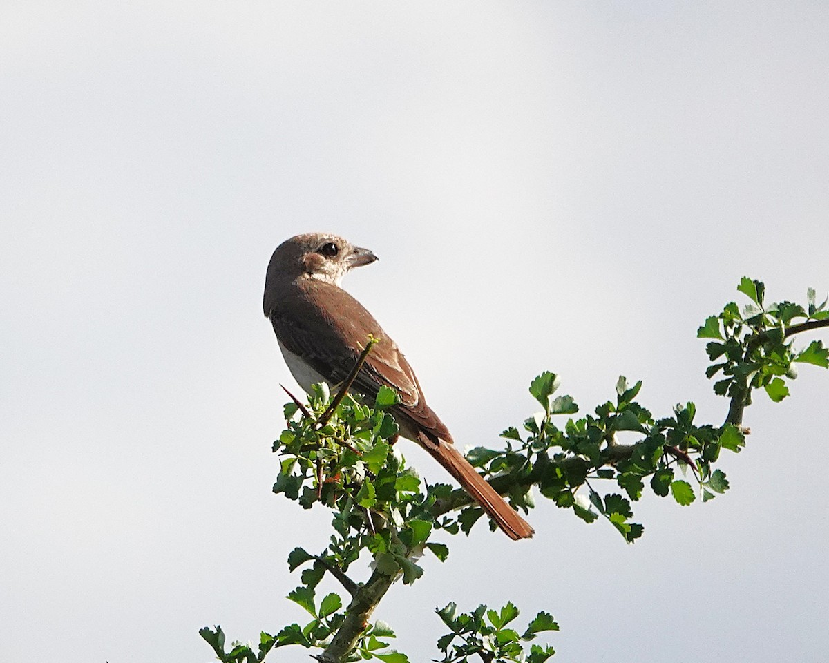 Antzandobi buztangorria - ML647407611