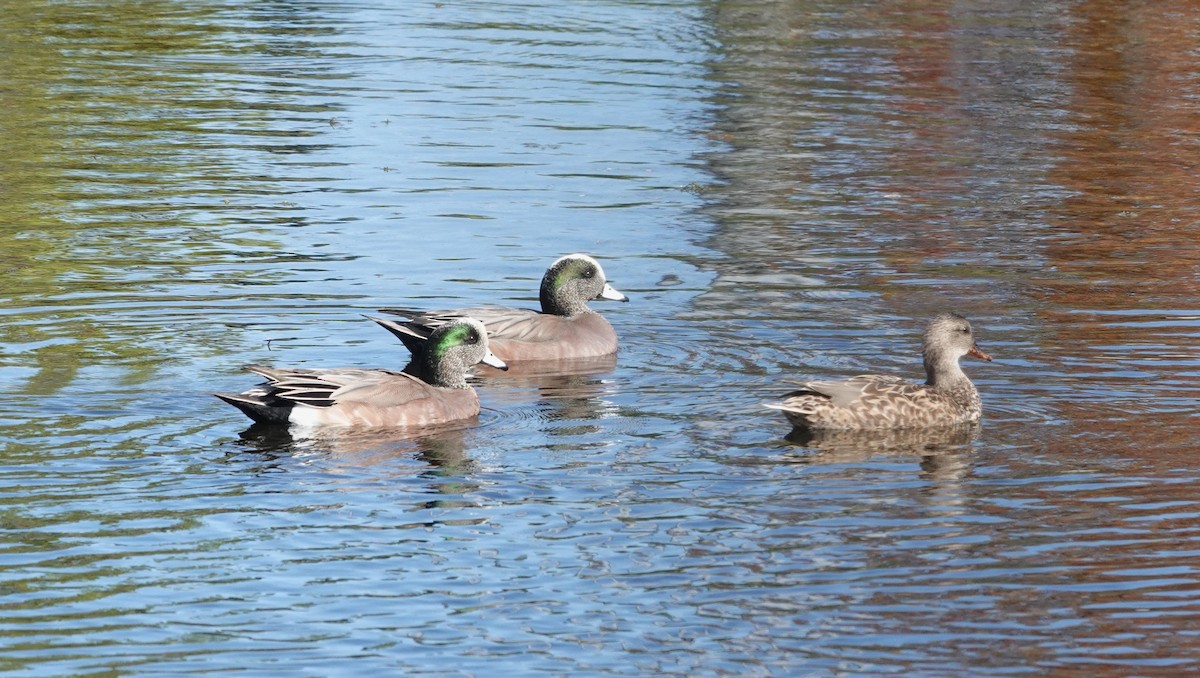 Ahate txistulari amerikarra - ML647407612