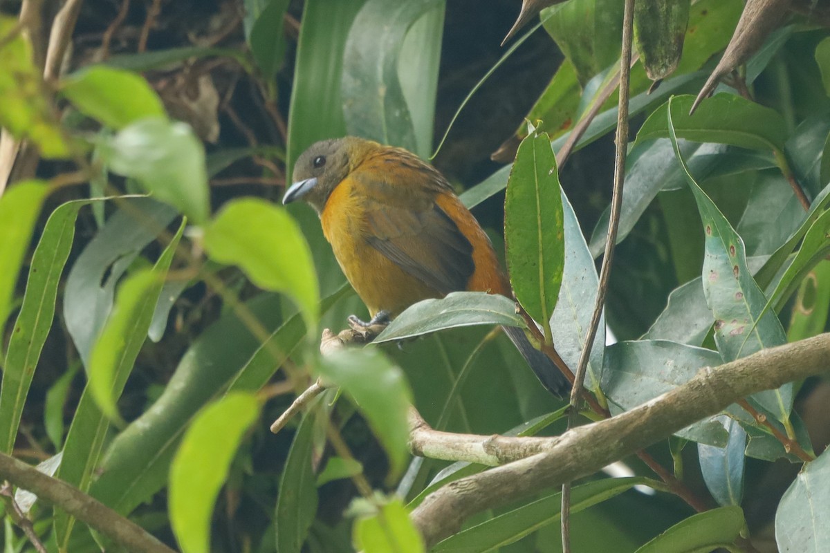 Buff-rumped Warbler - ML647407613