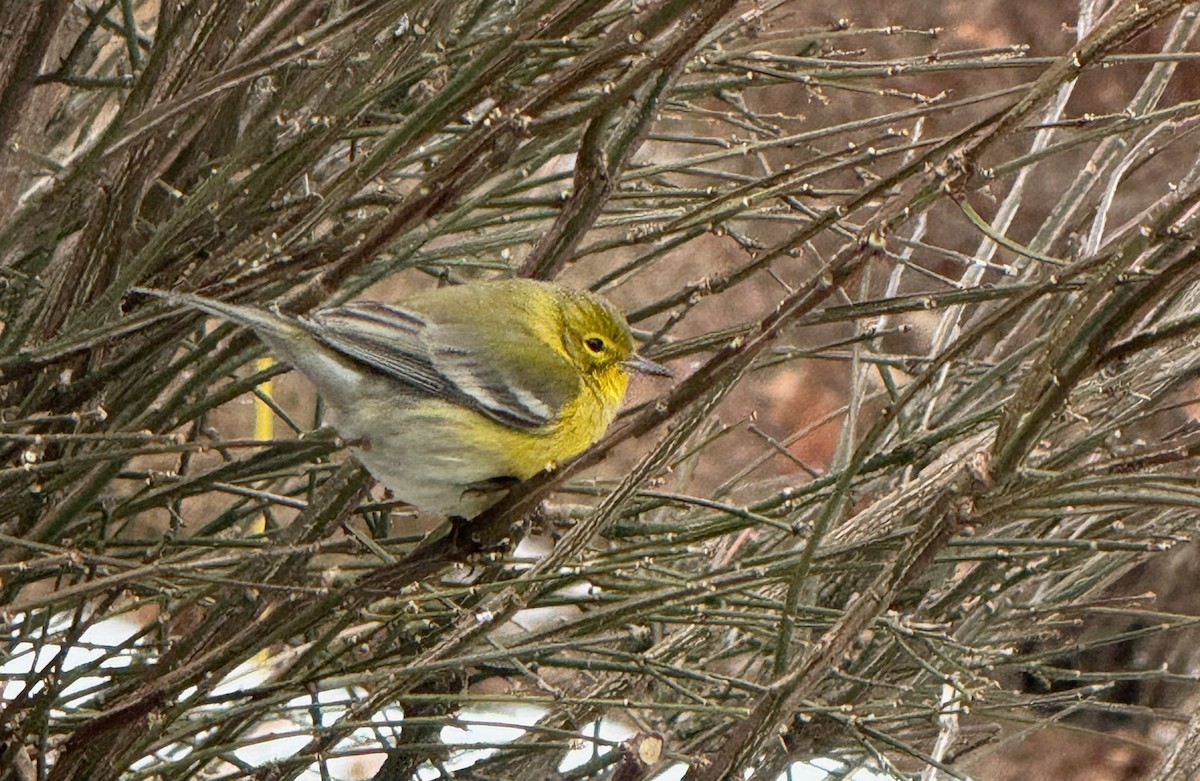 Pine Warbler - ML647407618
