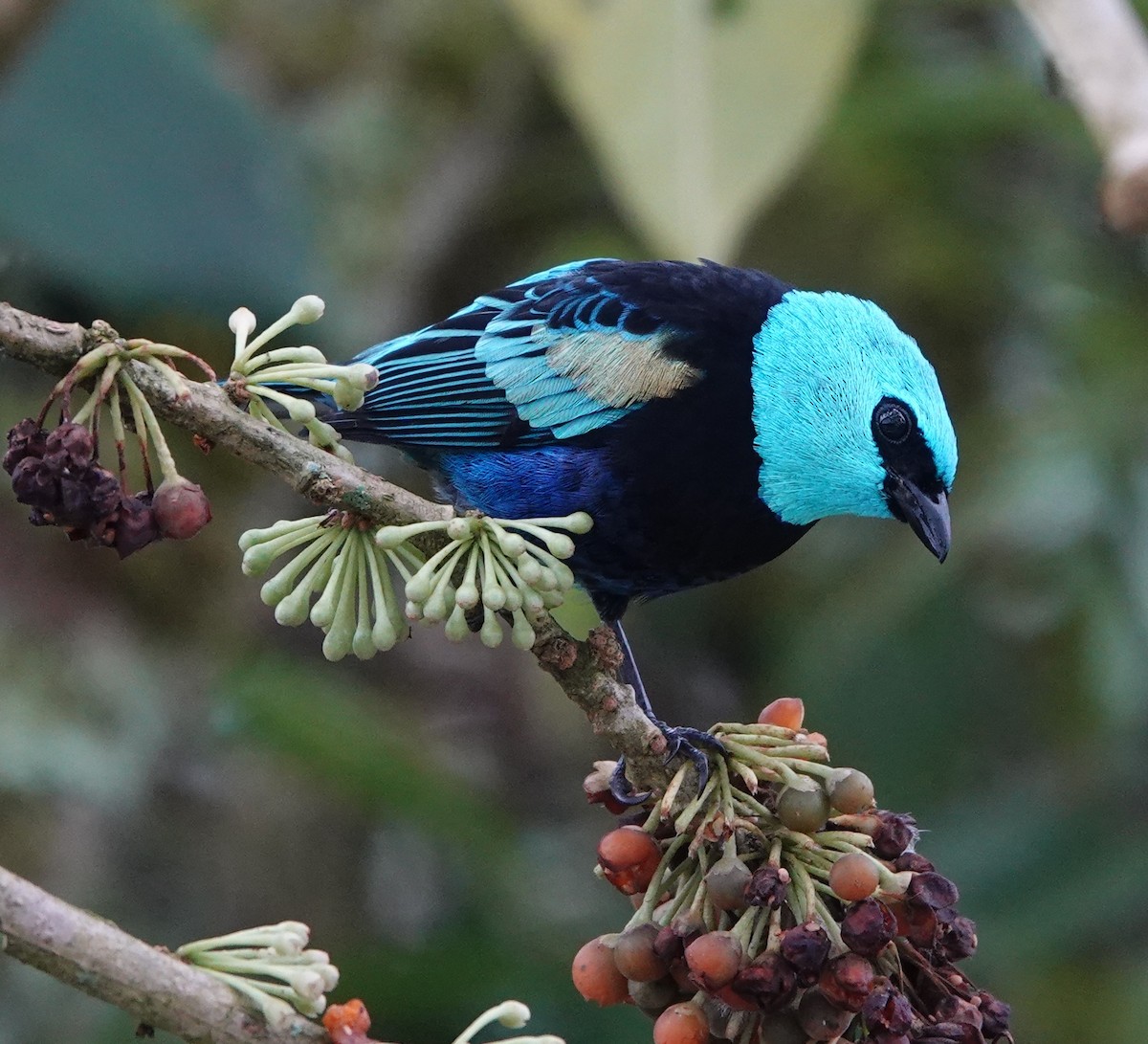 Танагра блакитношия - ML647407622