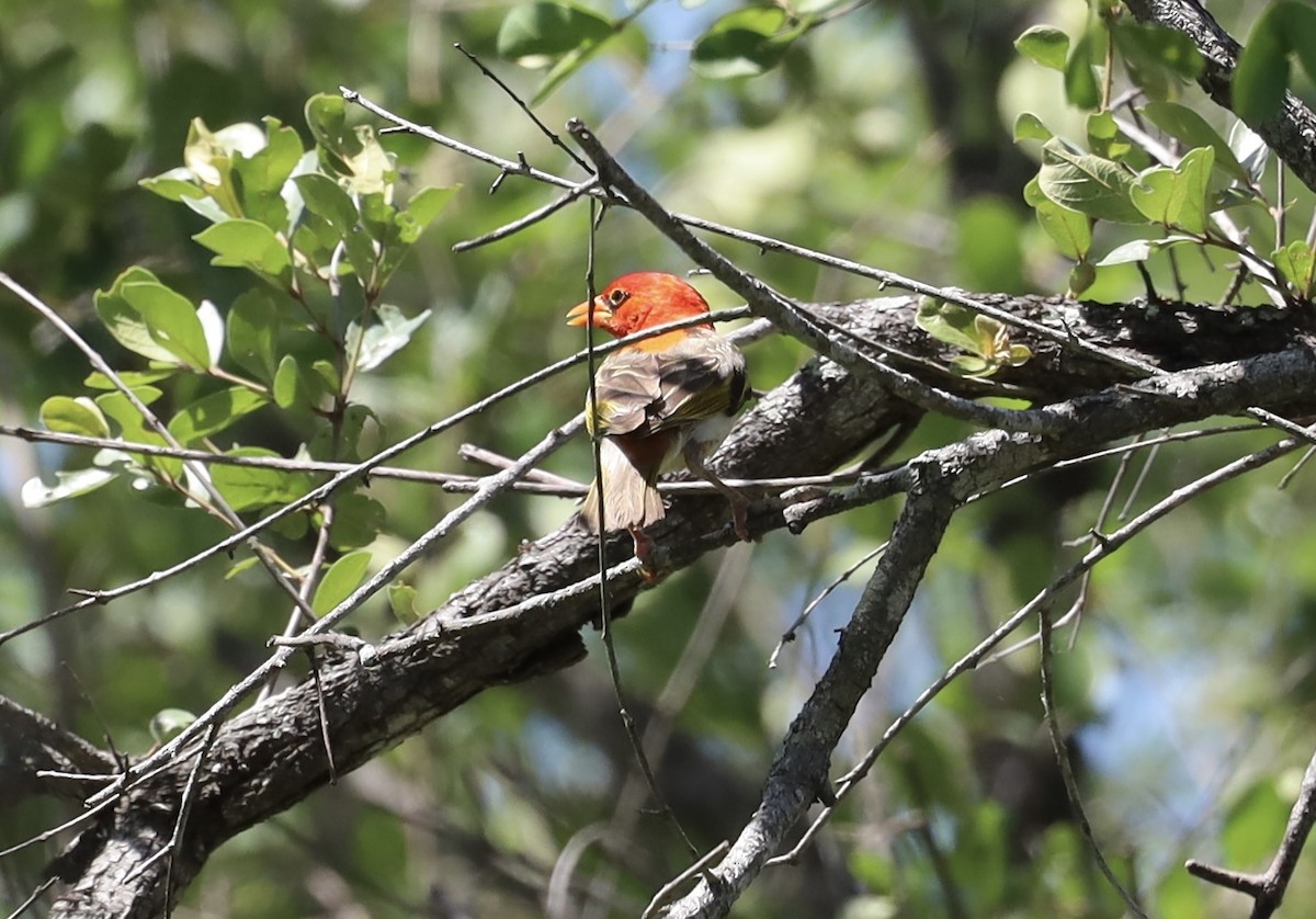 Red-headed Weaver - ML647407637