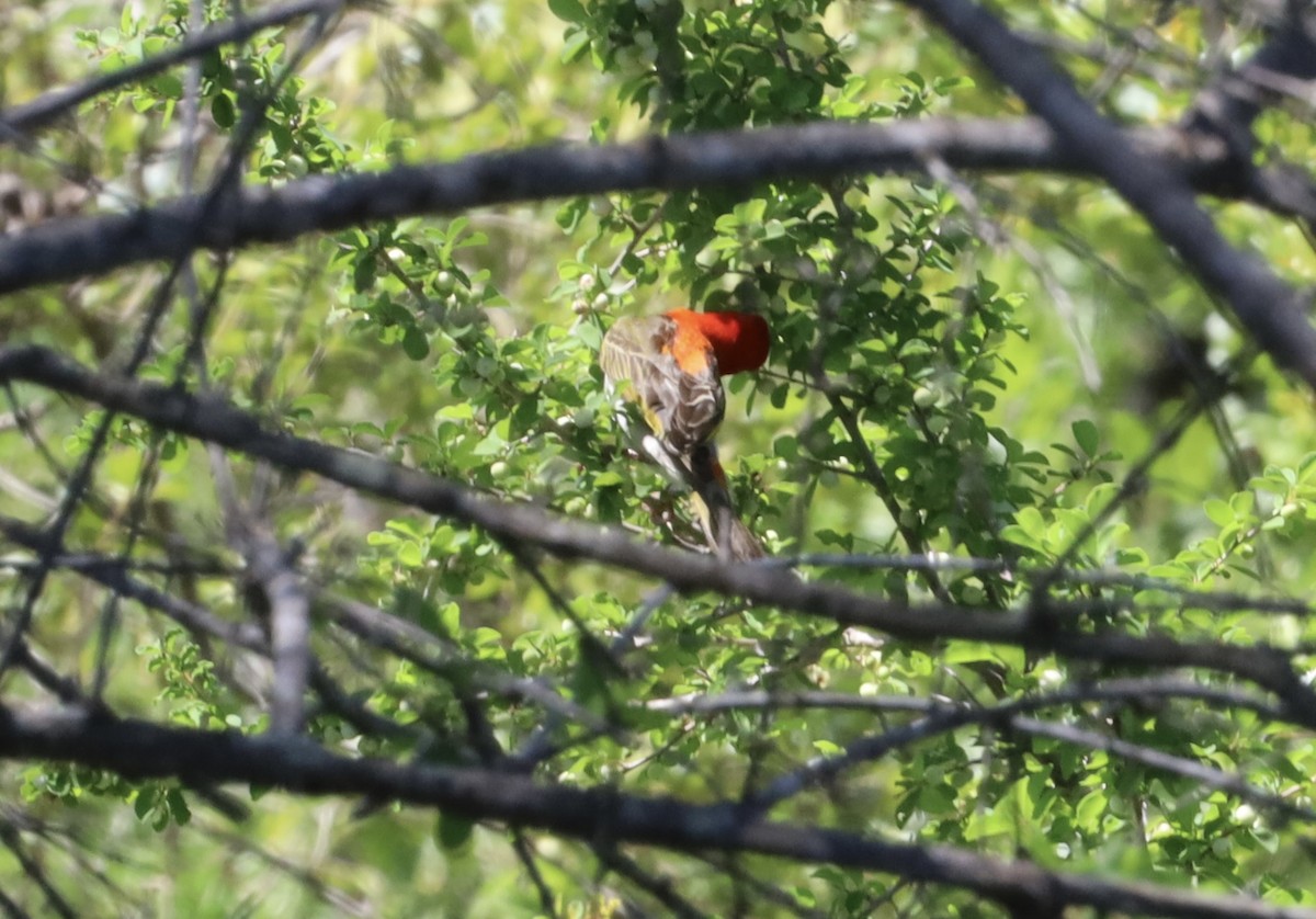 Red-headed Weaver - ML647407638