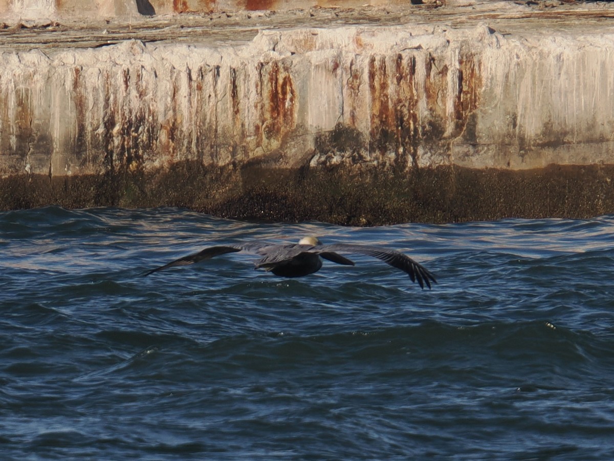 カッショクペリカン - ML647407641