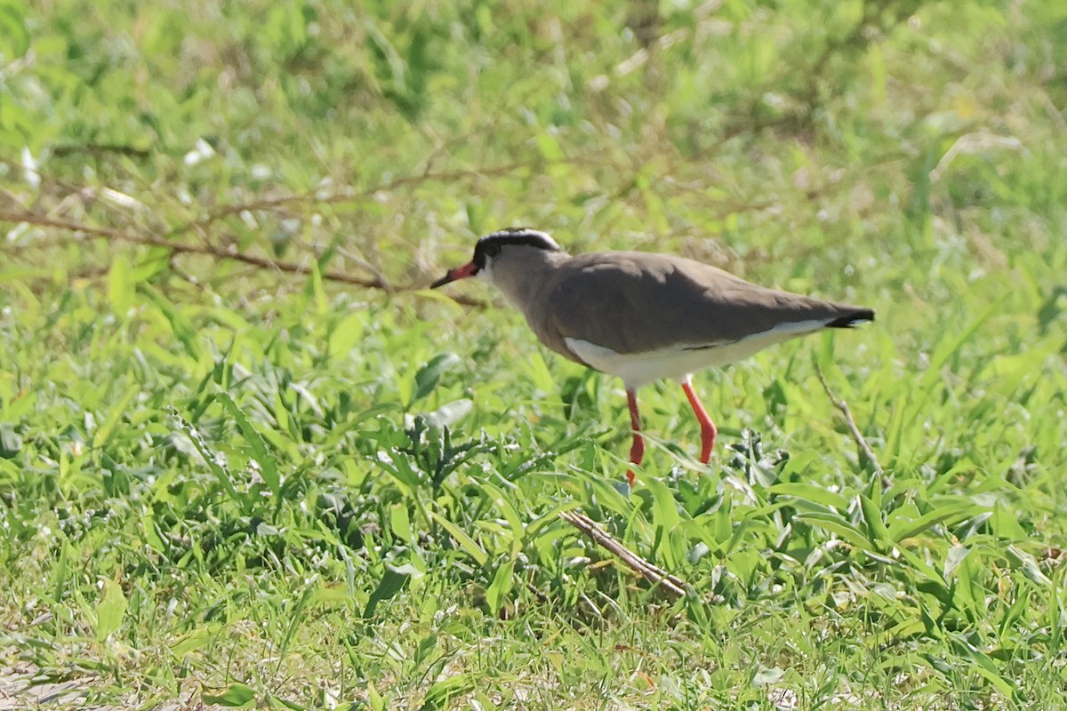 Crowned Lapwing - ML647407650
