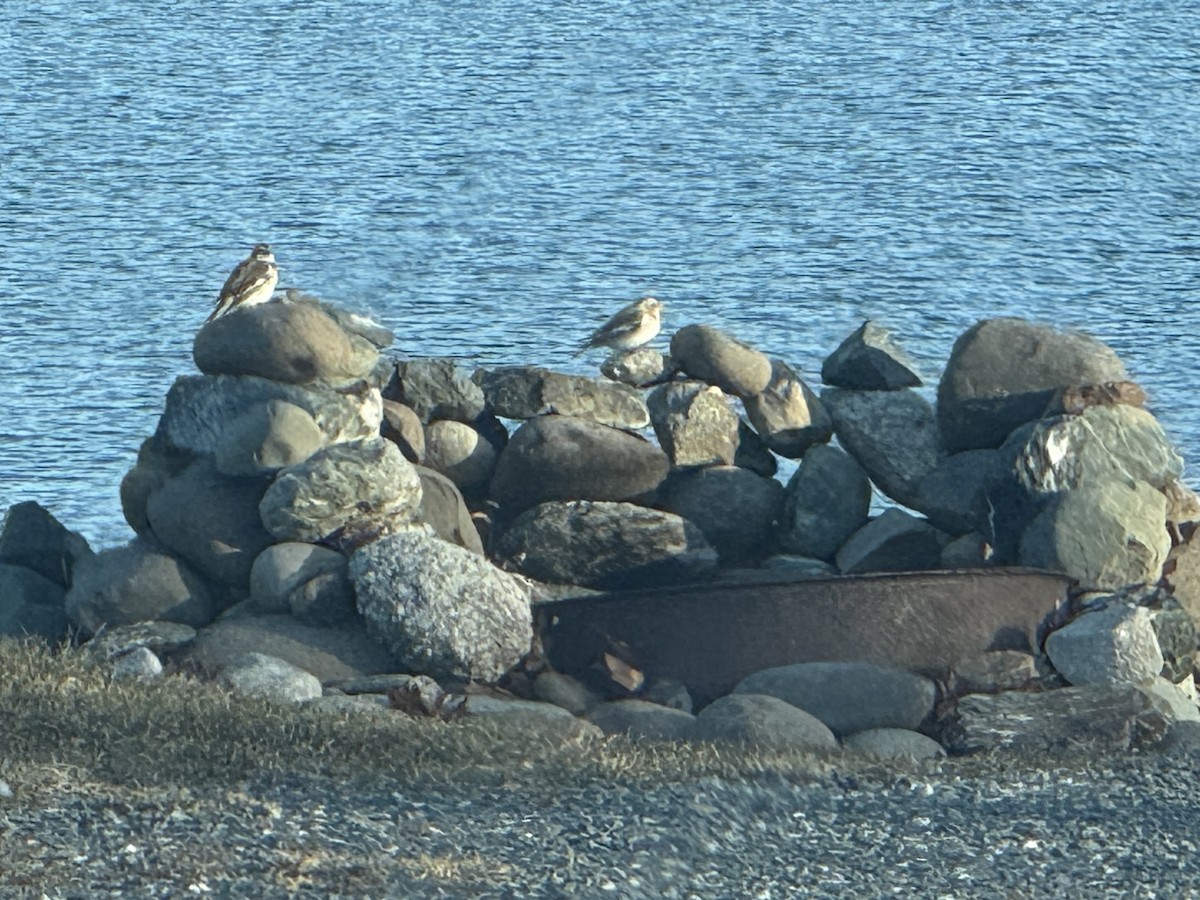 Zigolo delle nevi - ML647407656