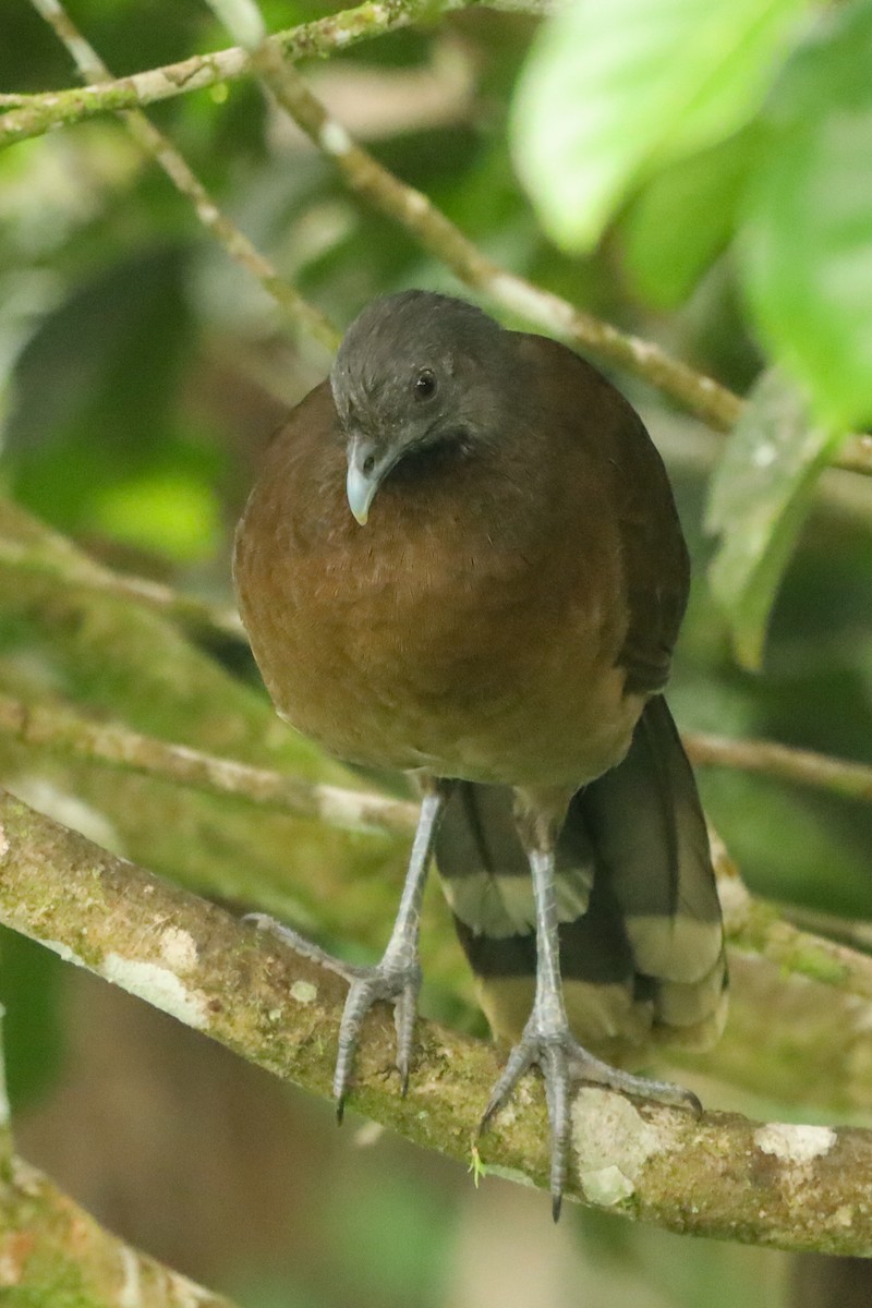 Gray-headed Chachalaca - ML647407657