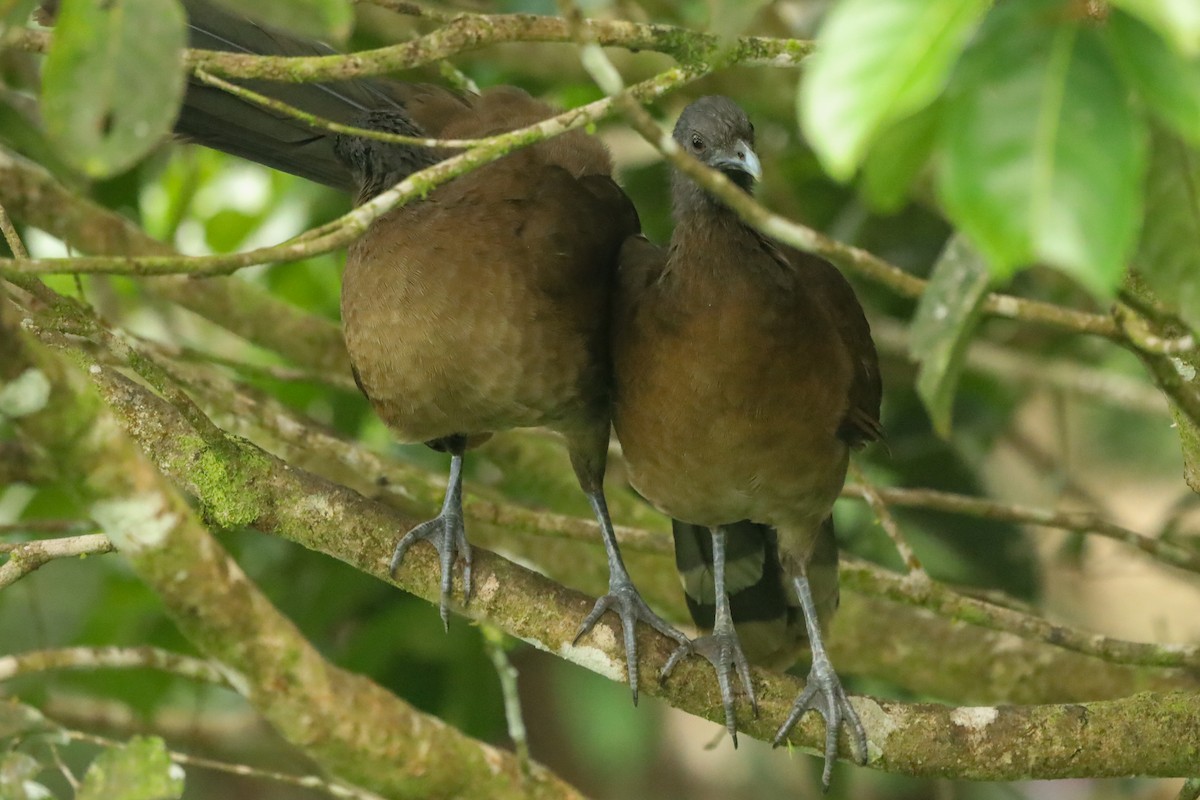 Gray-headed Chachalaca - ML647407658