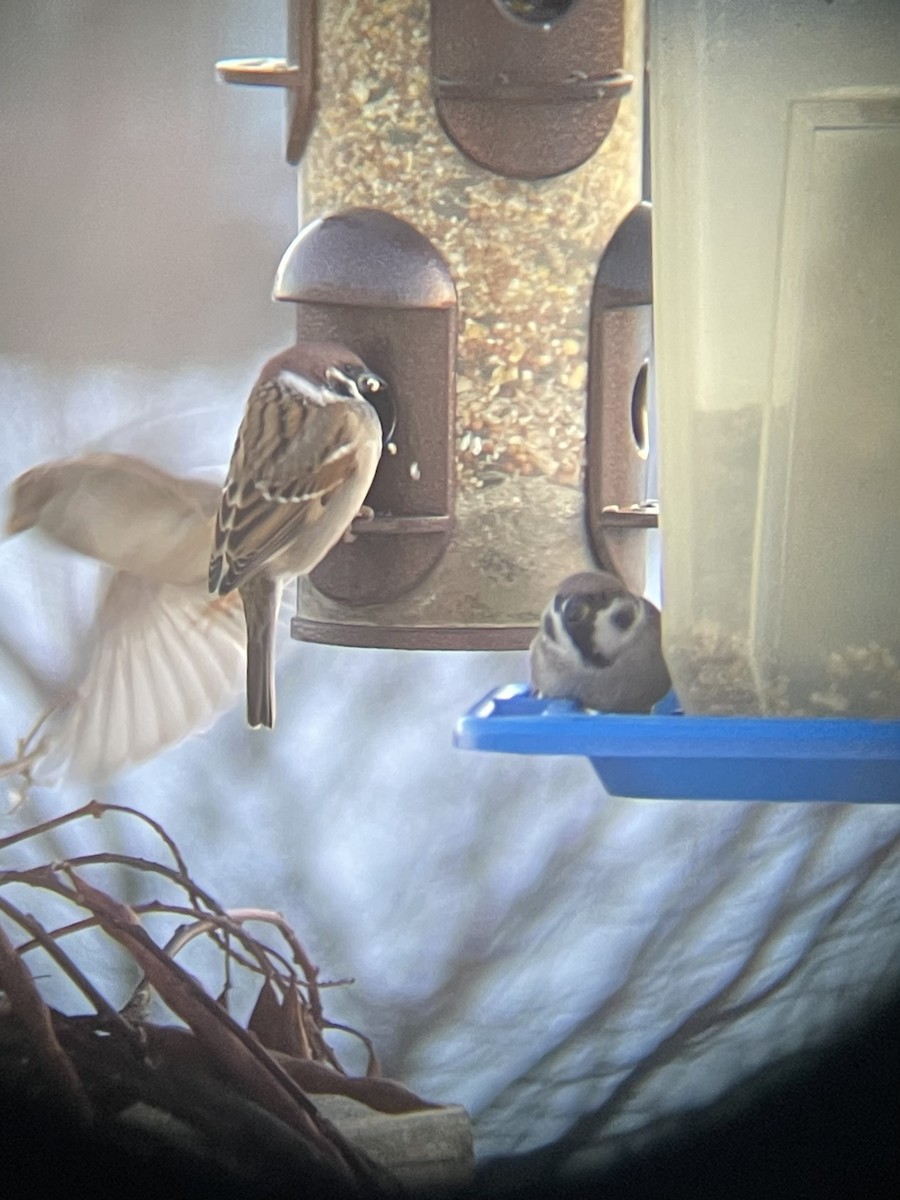 Gorrión Molinero - ML647407683