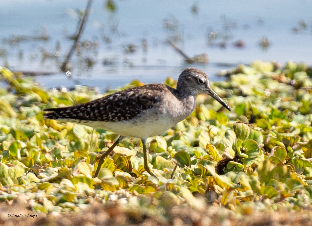 vodouš bahenní - ML647407688