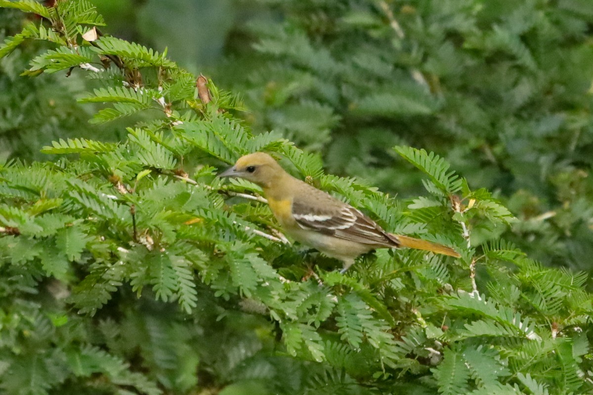 Балтиморский трупиал - ML647407702