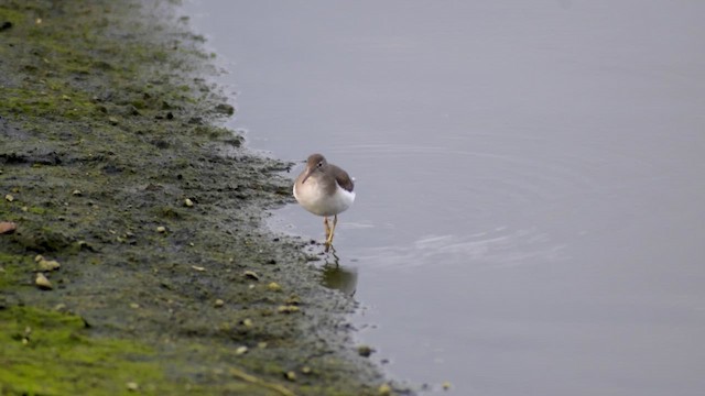 ביצנית נקודה - ML647407703